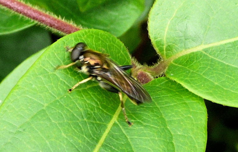 Xylota segnis